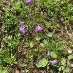 Soldanella alpina Агульны выгляд