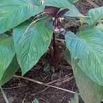 Tacca chantrieri Flower