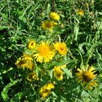 Inula britannica Virág