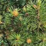 Pinus mugo Fuelha