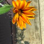 Gazania spp. Hábito