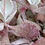 Kalanchoe pumila Hoja
