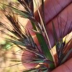 Themeda quadrivalvis Virág