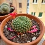 Rebutia minuscula List