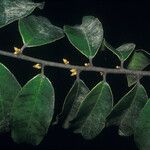 Diospyros guianensis Folha