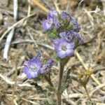 Phacelia distans Flower