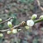 Prunus domestica ফুল