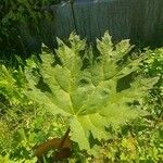 Rheum palmatum Likasa