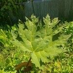 Rheum palmatum Blatt