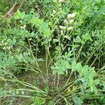 Baptisia australis Blad