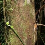 Ficus mauritiana Kôra