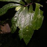 Drymonia submarginalis Leaf
