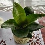 Sansevieria hyacinthoides Blad