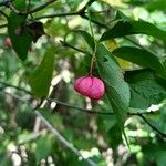 Euonymus latifoliusΦρούτο