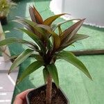 Cordyline fruticosaΦύλλο