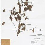 Phyllanthus madeirensis