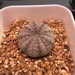 Euphorbia obesa Листок