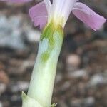Dianthus godronianus Flor