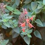 Salvia splendens Virág
