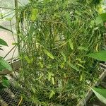 Passiflora misera 整株植物