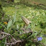 Fritillaria cirrhosa Hàbitat