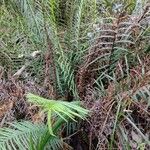 Pteris vittata Habitat