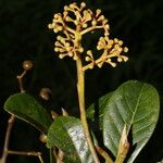 Ocotea insularis Fruto