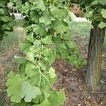 Ginkgo bilobaЛисток