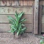 Dracaena fragrans Leaf