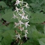 Platanthera bifolia फूल