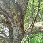 Salix atrocinerea Кора