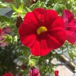 Petunia x hybrida Flor