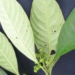 Palicourea acuminata Other