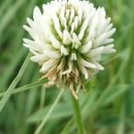 Trifolium montanumLorea