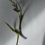 Echinochloa crus-galli Flor