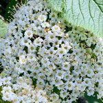 Viburnum lantana Máis