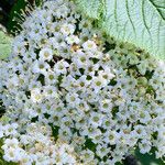 Viburnum lantana Outro