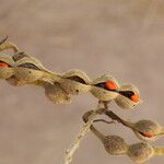 Erythrina abyssinica Fruit