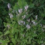 Stachys floridana Vekstform