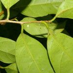 Pouteria izabalensis Blatt