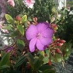 Tibouchina urvilleana 花