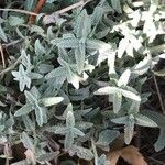 Nepeta nepetella 葉