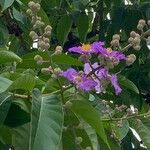 Lagerstroemia speciosaЛисток