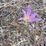 Colchicum montanumFlower