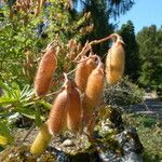 Ononis fruticosa Плід