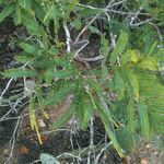Acacia berlandieri Hábito
