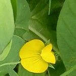Lathyrus aphaca Fleur