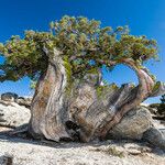 Juniperus occidentalis Характер