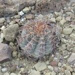 Echinocactus horizonthalonius Hábito