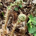 Polystichum setiferumLeaf